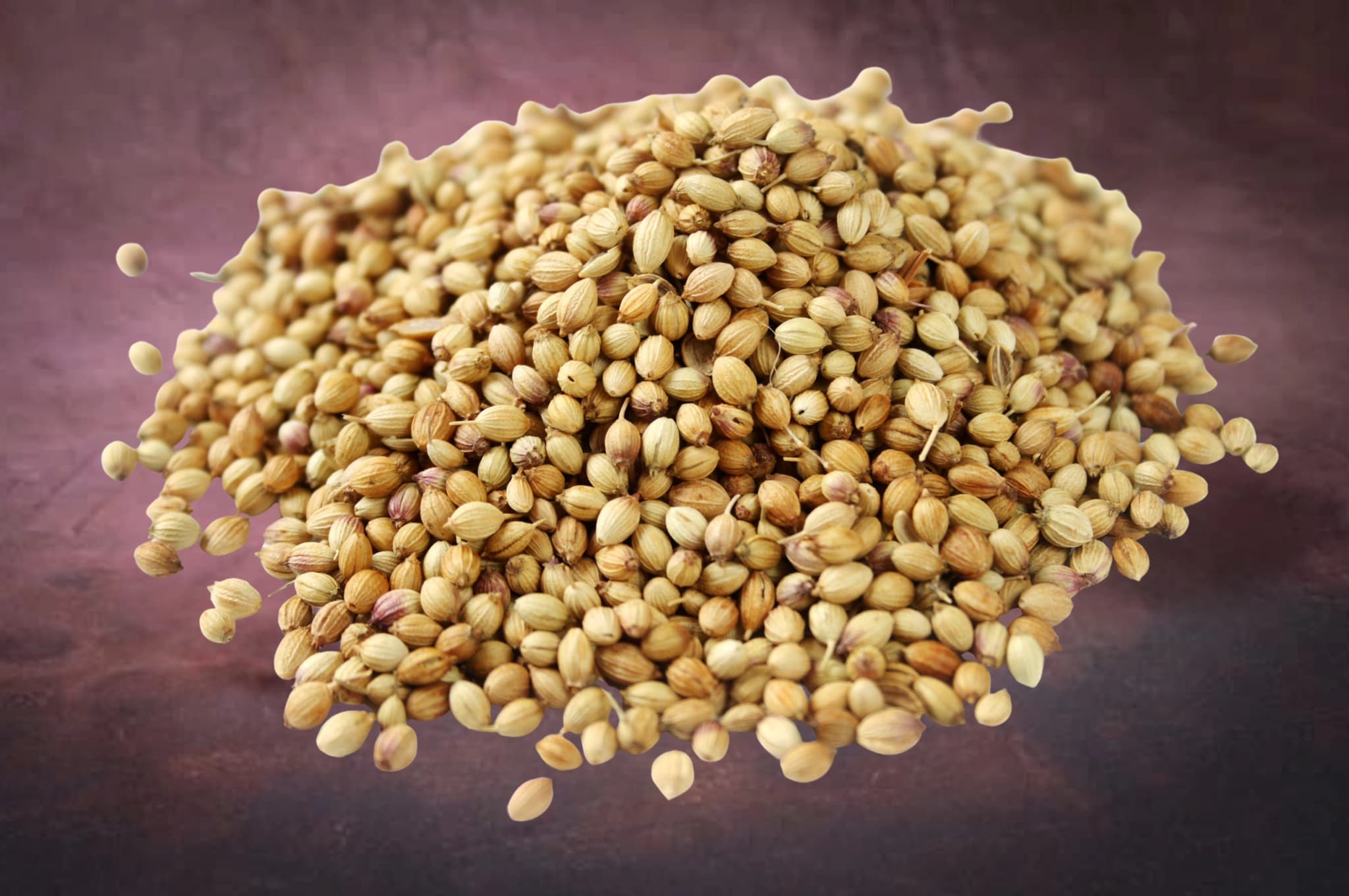 Coriander